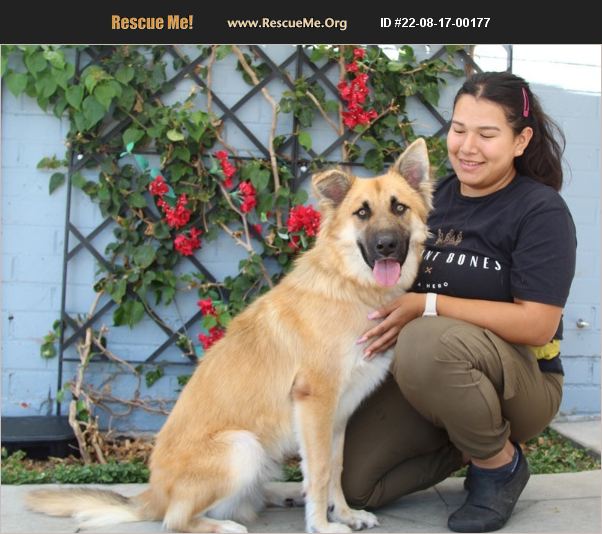 Adopt 22081700177 German Shepherd Rescue Los Angeles Ca