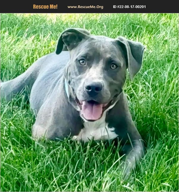 ADOPT 22081700201 Pit Bull Rescue Mead, CO