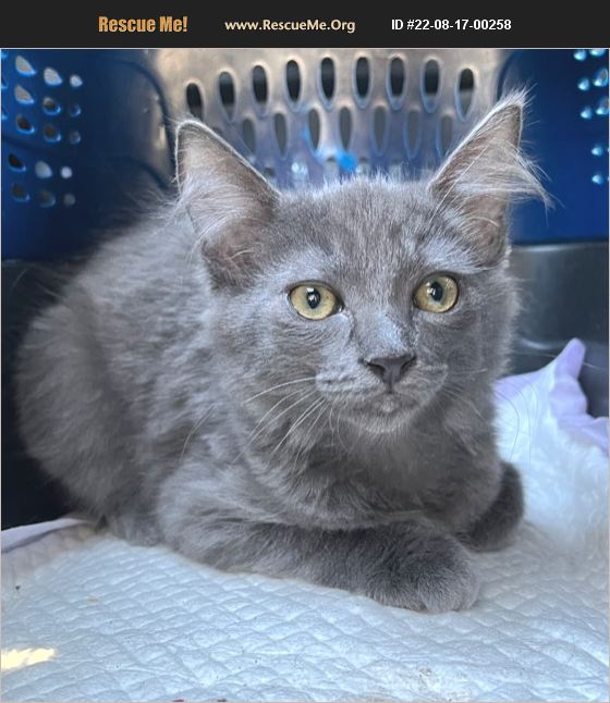 ADOPT 22081700258 Russian Blue Rescue Los Angeles, CA