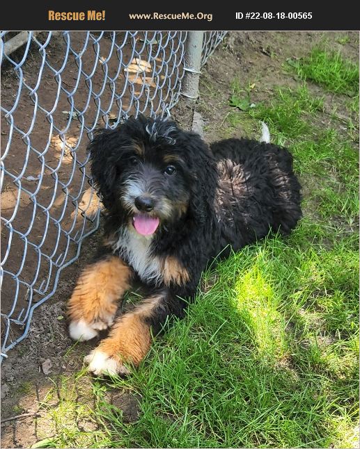 ADOPT 22081800565 ~ Bernese Mountain Dog Rescue ~ Liberty Center, OH