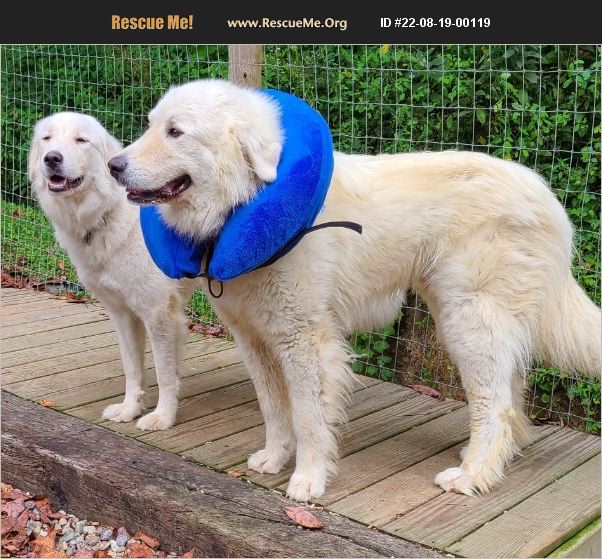 ADOPT 22081900119 Great Pyrenees Rescue Woodsfield, OH