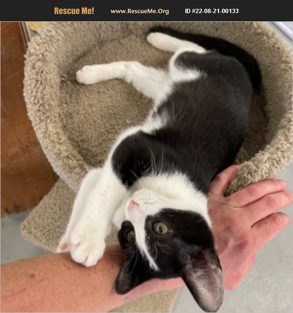 ADOPT 22082100133 Domestic Cat Rescue Mill Creek, WV