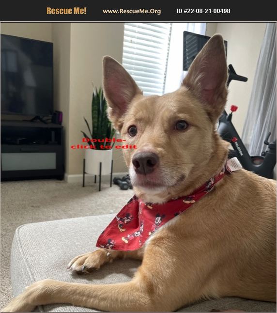 ADOPT 22082100498 Australian Cattle Dog Rescue Cape Coral, FL