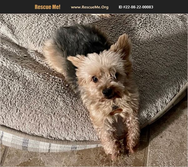 ADOPT 22082200083 Yorkie Rescue Tucson, AZ