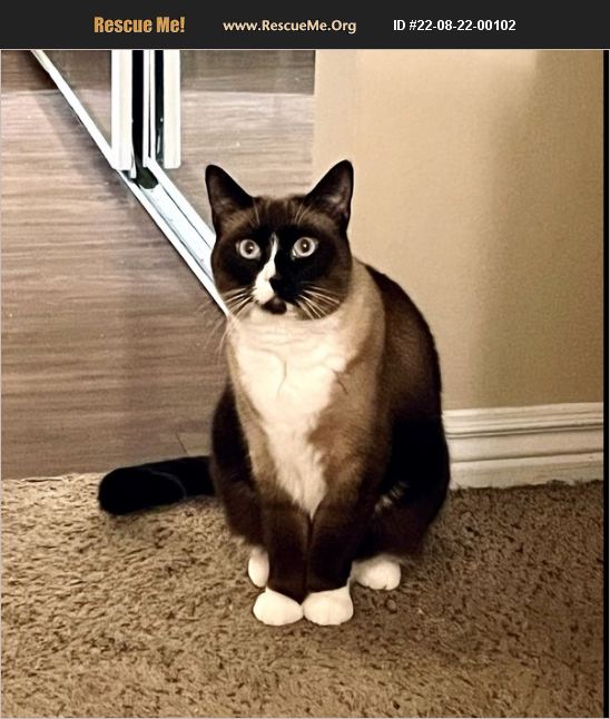 ADOPT 22082200102 Snowshoe Rescue Denver, CO