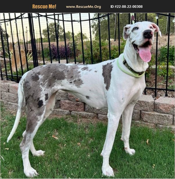 ADOPT 22082200308 Great Dane Rescue Dallas, TX
