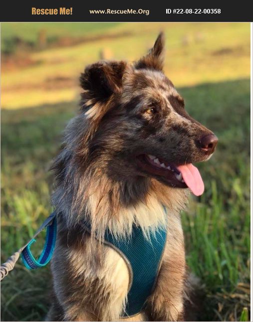 ADOPT 22082200358 Australian Shepherd Rescue Warrenton, VA