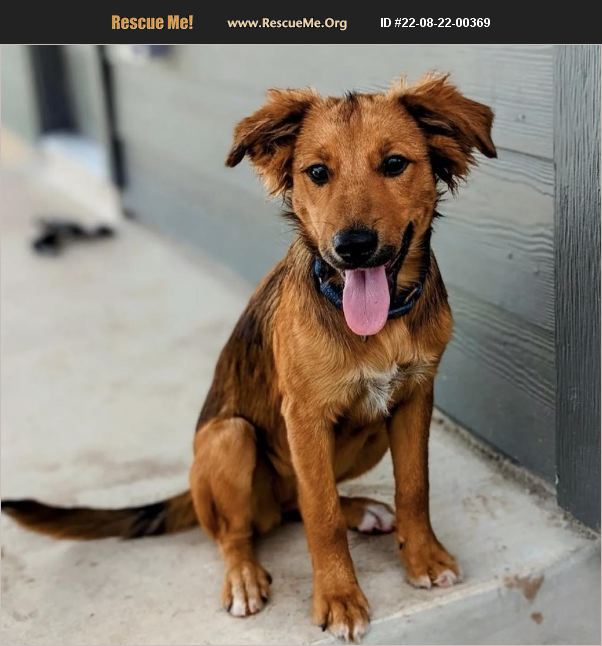 ADOPT 22082200369 Collie Rescue Dripping Springs, TX