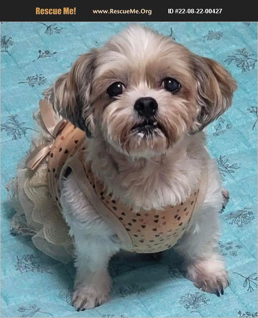 ADOPT 22082200427 Maltese Rescue Warminster, PA