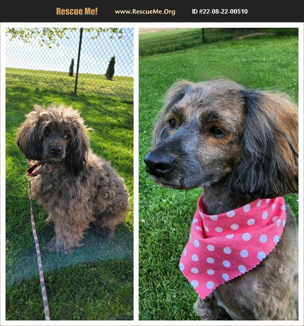 ADOPT 22082200510 Cockapoo Rescue Lebanon, PA