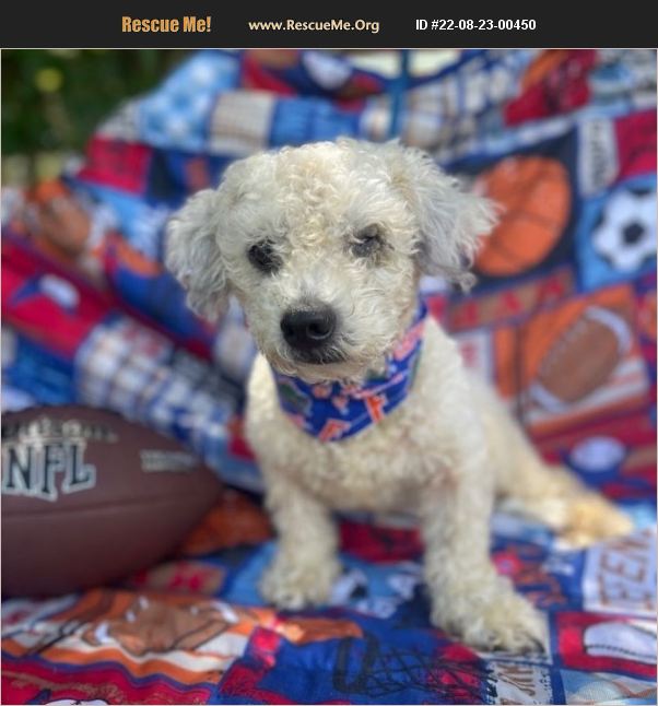 ADOPT 22082300450 ~ Poodle Rescue ~ Sebring, FL