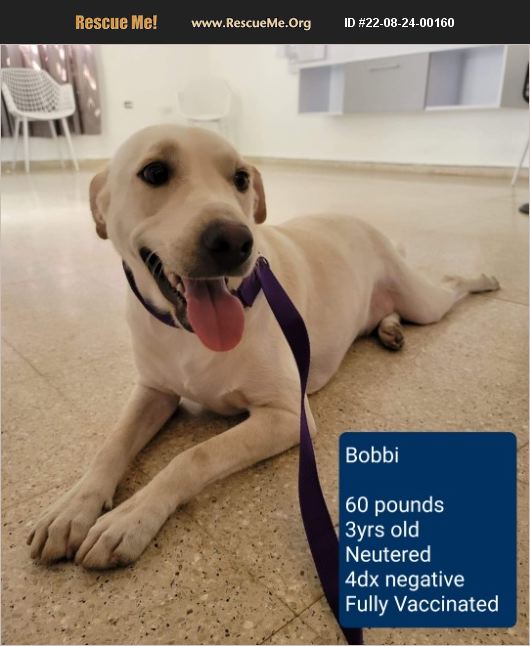 ADOPT 22082400160 ~ Lab Rescue ~ Virginia Beach, VA