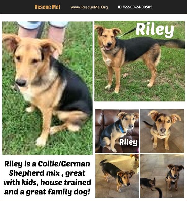 ADOPT 22082400505 Collie Rescue malvern, AR