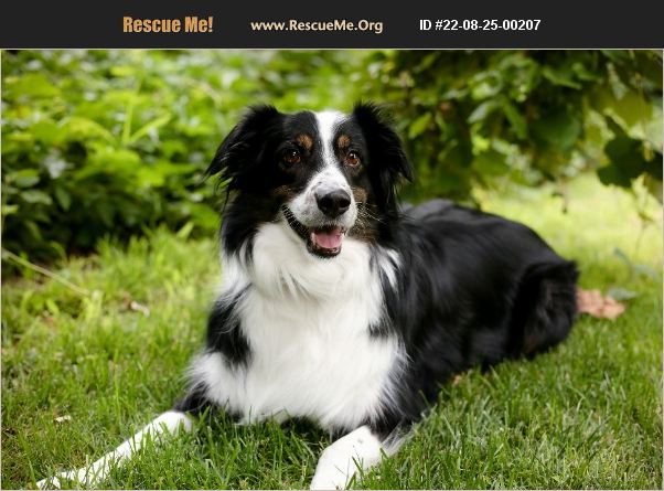 adopt-22082500207-australian-shepherd-rescue-rio-rancho-nm