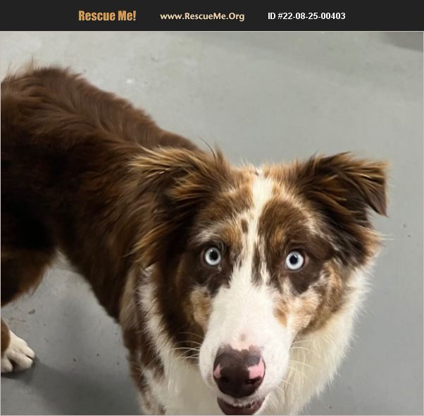 adopt-22082500403-australian-shepherd-rescue-white-pine-tn