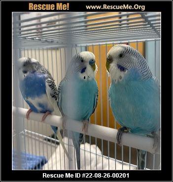 - North Carolina Pet Bird Rescue - ADOPTIONS - Rescue Me!