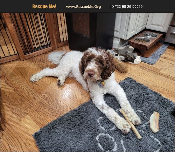 ADOPT 22082900049 Portuguese Water Dog Rescue Bay Shore, NY