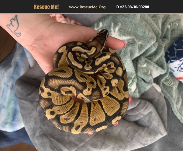 ADOPT 22083000200 ~ Reptile/Amphibian Rescue ~ Tuscaloosa, AL