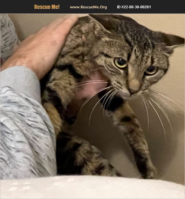 ADOPT 22083000281 Domestic Cat Rescue Livonia, MI