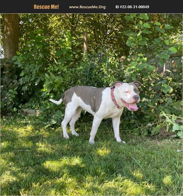 ADOPT 22083100049 Pit Bull Rescue Winchester, Virginia, VA