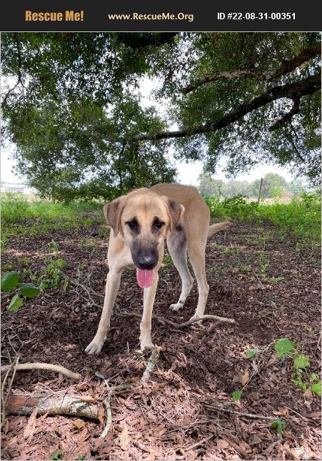 ADOPT 22083100351 ~ Anatolian Shepherd Rescue ~ Dade City, FL