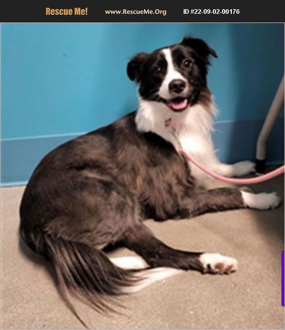 ADOPT 22090200176 Border Collie Rescue Houston, TX