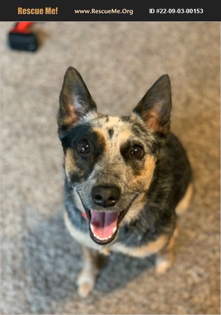 adopt-22090300153-australian-cattle-dog-rescue-indianapolis-in