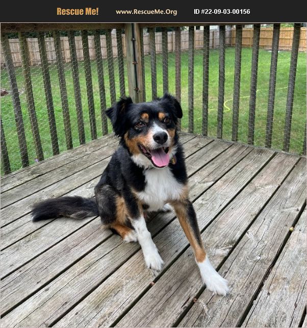 ADOPT 22090300156 Australian Shepherd Rescue Muskegon, MI