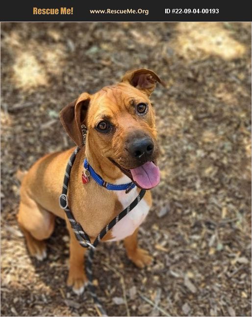 ADOPT 22090400193 Foxhound Rescue Grants Pass, OR