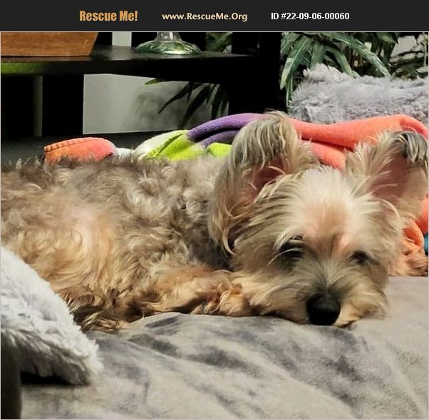 ADOPT 22090600060 Yorkie Rescue Raleigh, NC