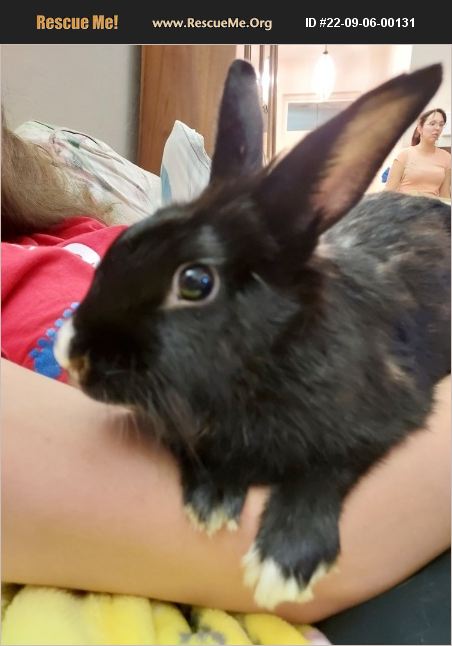 Adopt 22090600131 ~ Rabbit Rescue ~ Naples Fl