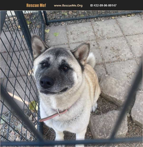 ADOPT 22090600147 ~ Akita Rescue ~ Grand Junction, CO