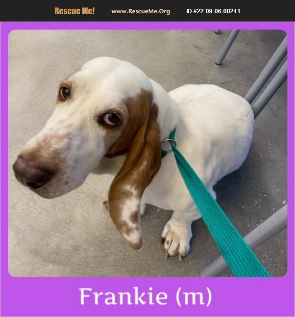 ADOPT 22090600241 Basset Hound Rescue Williston, VT