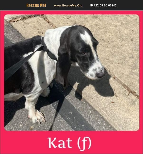 ADOPT 22090600245 Basset Hound Rescue Williston, VT