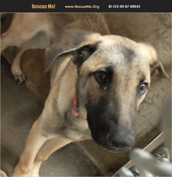 ADOPT 22090700045 Belgian Malinois Rescue Casa Grande, AZ