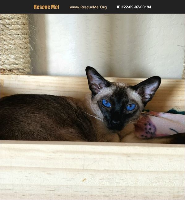 ADOPT 22090700194 Siamese Rescue Fountain Hills, AZ