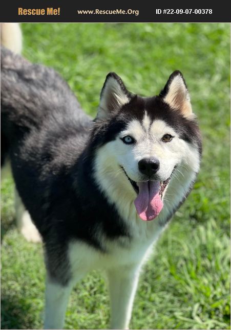 ADOPT 22090700378 ~ Siberian Husky Rescue ~ Gainesville, TX