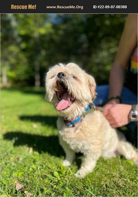 ADOPT 22090700388 ~ Lhasa Apso Rescue ~ Sparta, NJ
