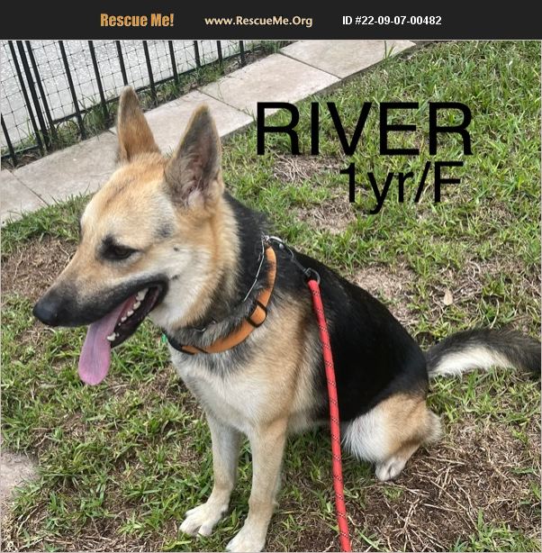 ADOPT 22090700482 German Shepherd Rescue Spring Hill, FL