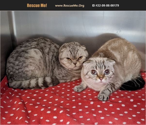 ADOPT 22090800179 Scottish Fold Rescue Oak Park, IL