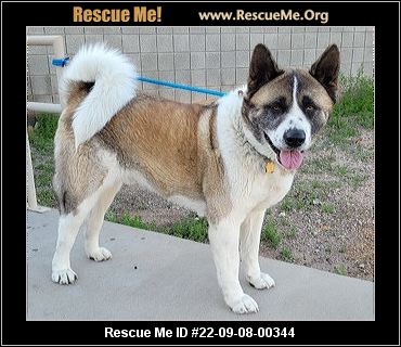 - Arizona Akita Rescue - ADOPTIONS - Rescue Me!