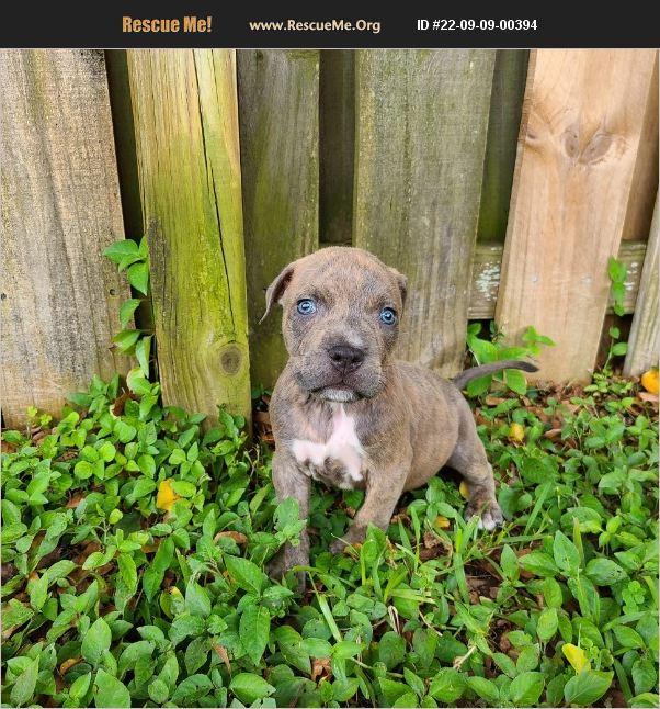 ADOPT 22090900394 Pit Bull Rescue Fort Lauderdale, FL