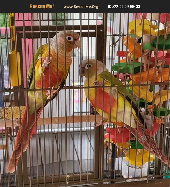 ADOPT 22090900433 Pet Bird Rescue CORVALLIS, OR