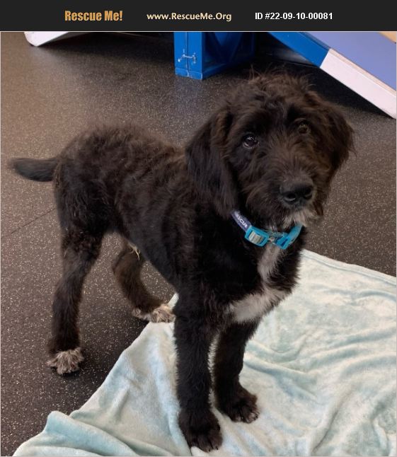 ADOPT 22091000081 Lab Rescue Battle Creek, MI