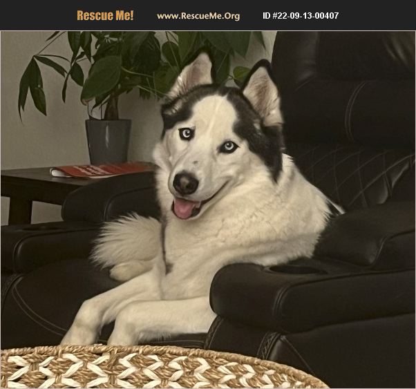 ADOPT 22091300407 Siberian Husky Rescue Allegheny County, PA