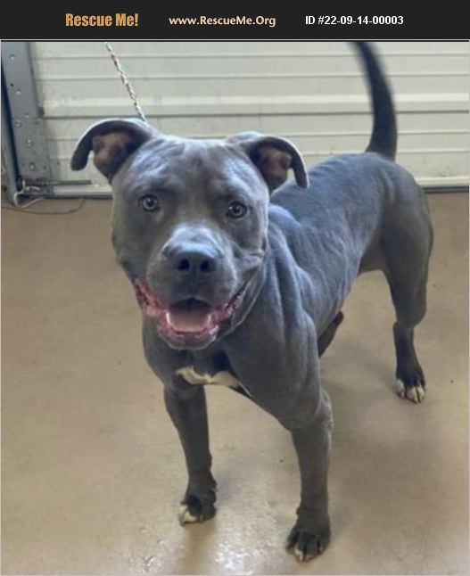 ADOPT 22091400003 Pit Bull Rescue Jonesboro, GA