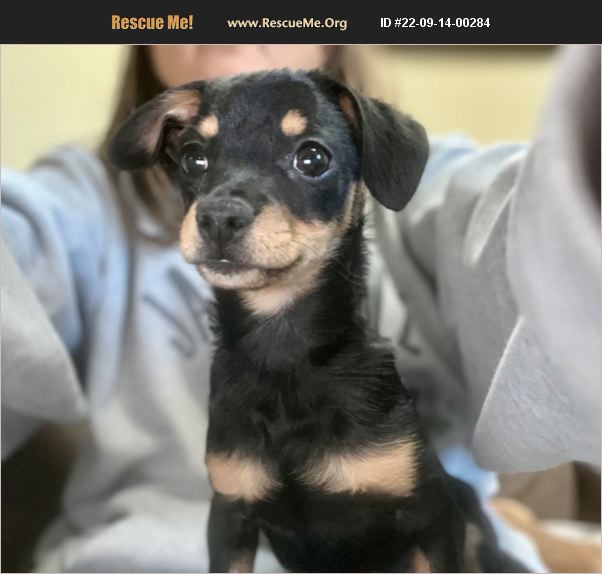 ADOPT 22091400284 Dachshund Rescue Denver, CO