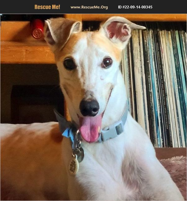 ADOPT 22091400345 Greyhound Rescue Tucson, AZ