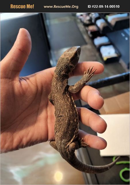 ADOPT 22091400510 ~ Reptile/Amphibian Rescue ~ Medford, OR