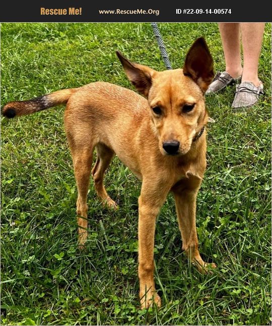 ADOPT 22091400574 German Shepherd Rescue Benton, PA